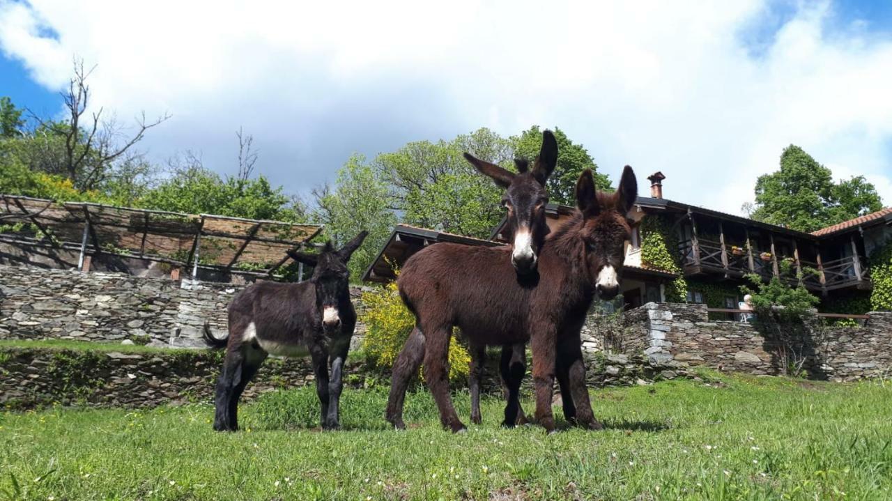 Il Ciliegio Selvatico Daire Verbania Dış mekan fotoğraf